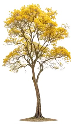 Imagen PNG para descargar